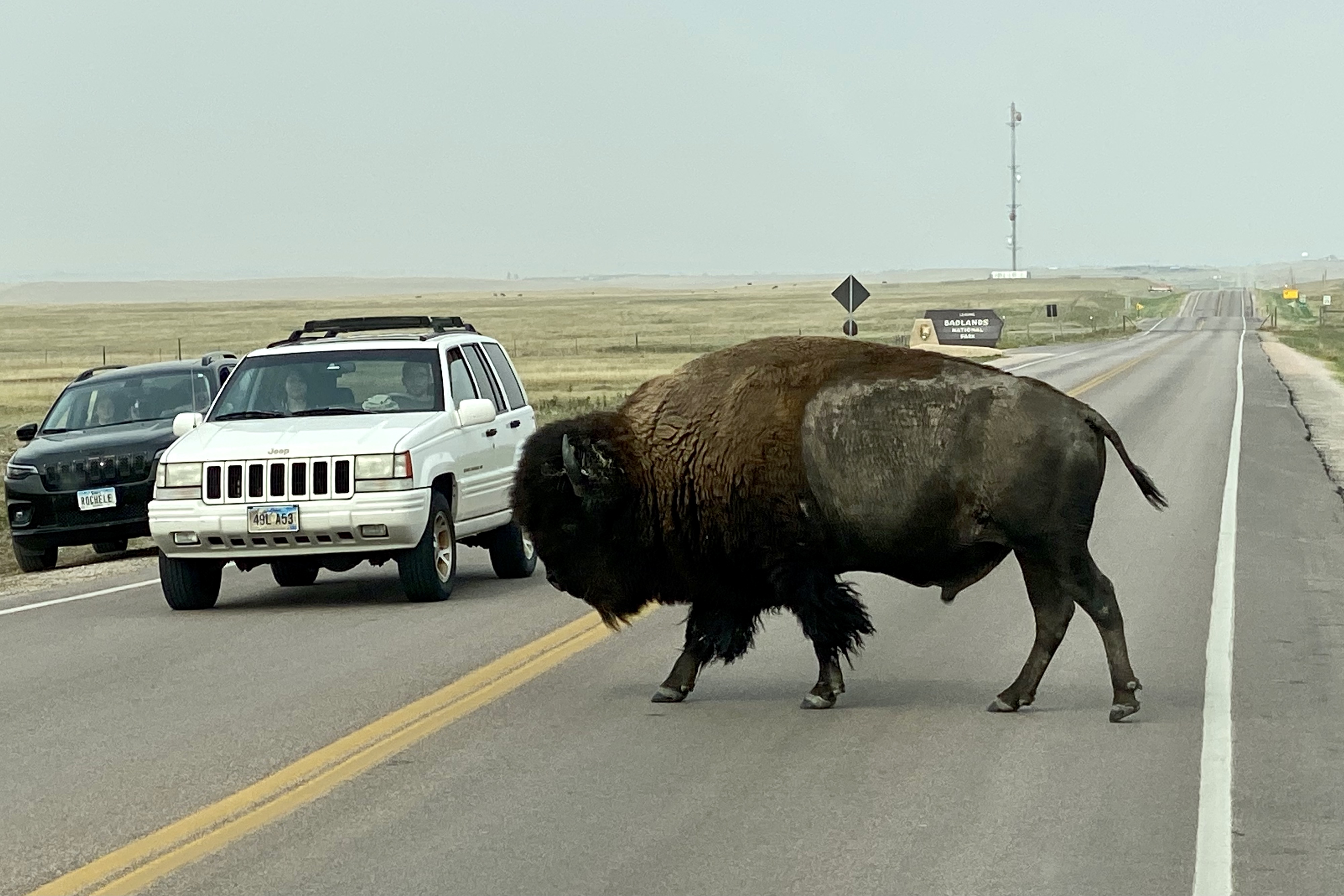 Bison Badlands Rush Hour